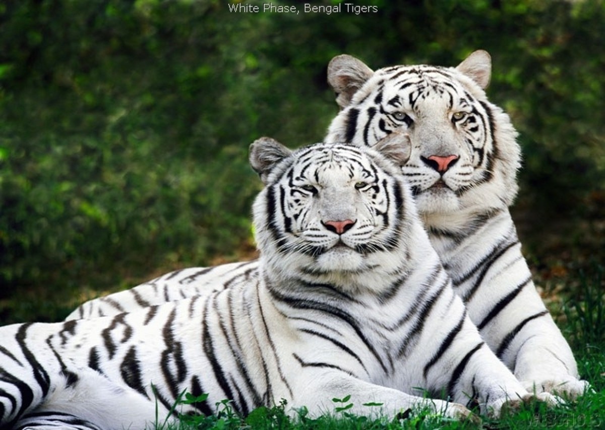 All the colors of the... Tiger? - HubPages