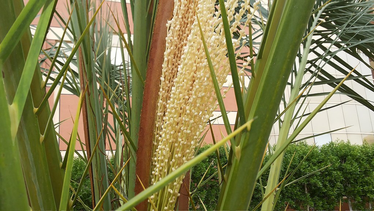 Female Date Palm Inflorescence