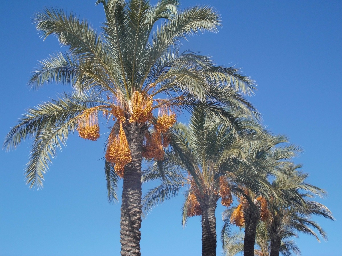 Facts About The Date Palm Tree Description And Uses HubPages