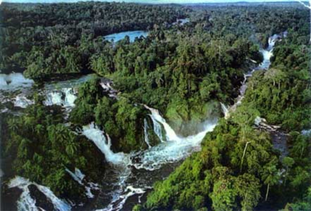 Medicinal Plants Of The Amazon Rainforest HubPages