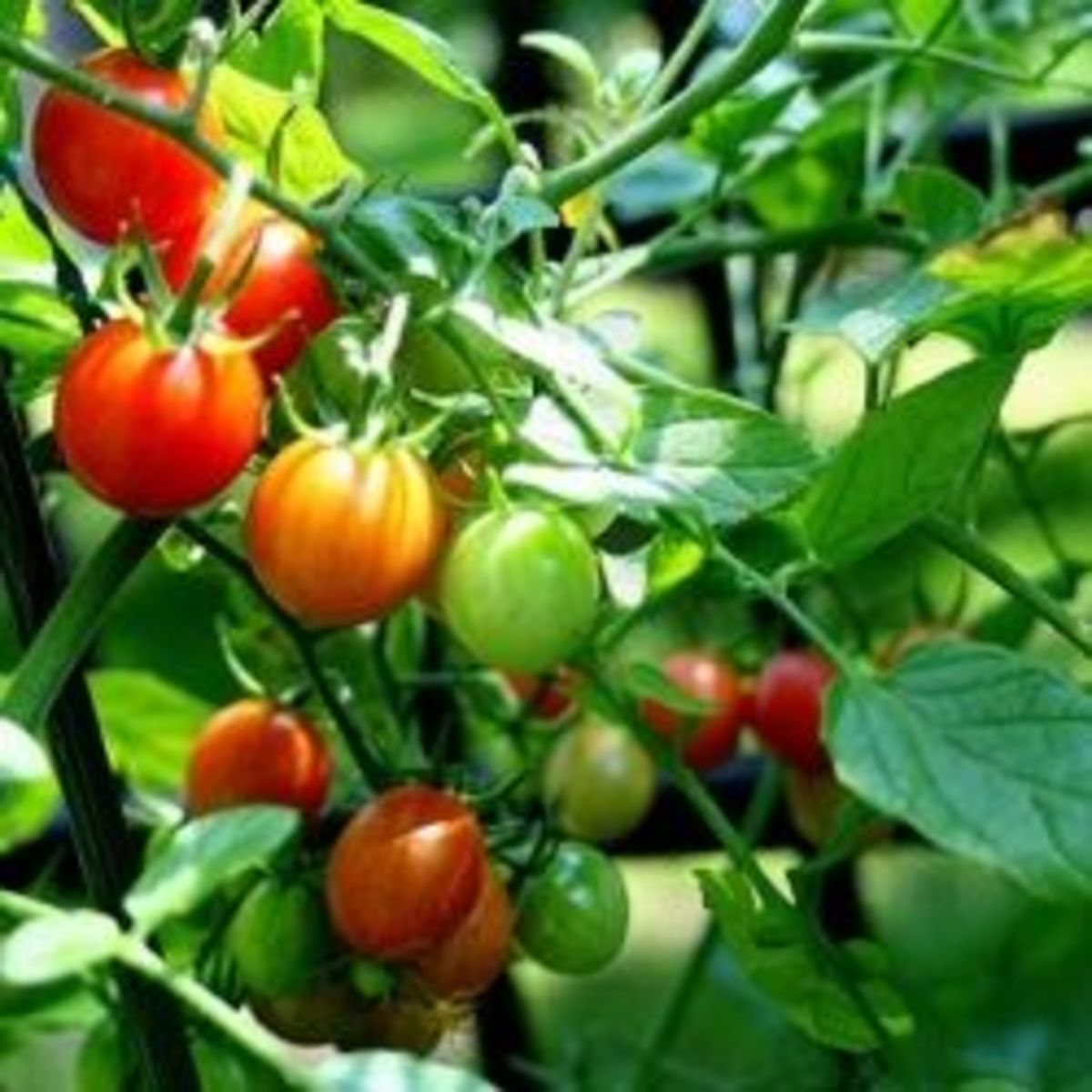 Tomato Pruning: How to Prune Tomatoes