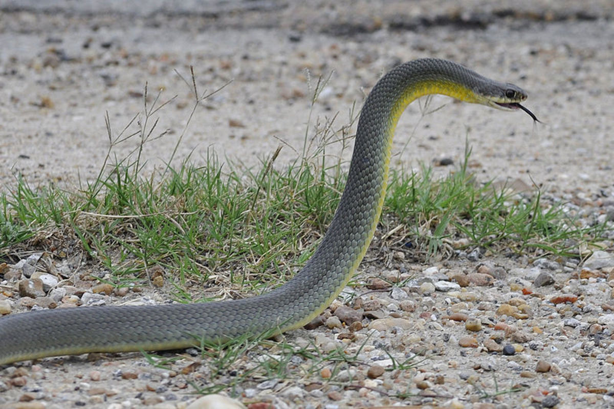 A Hillbilly Guide to Snakes: The Eastern Yellow-Bellied Racer