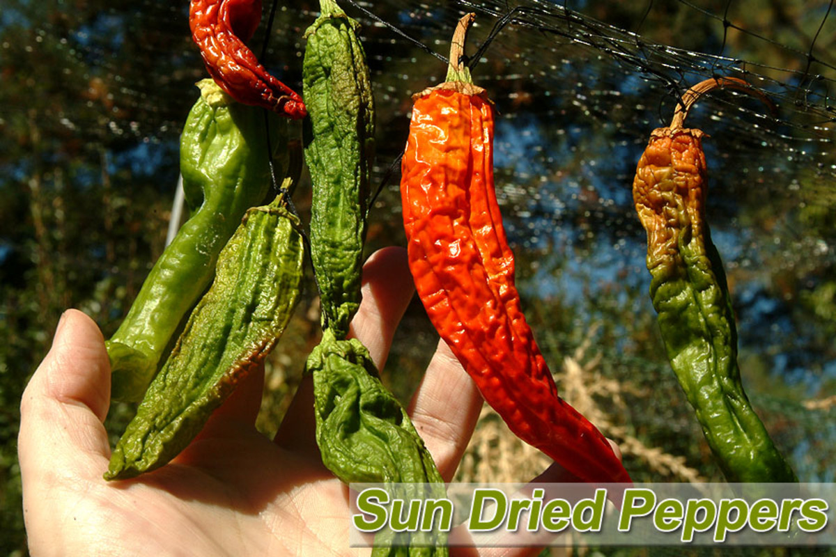 Chili Peppers, Air Drying Peppers Naturally HubPages