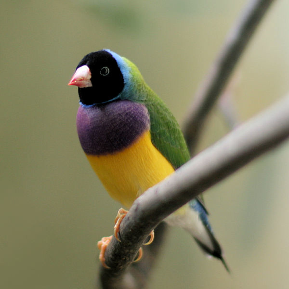 How to Take Care of Gouldian Finches
