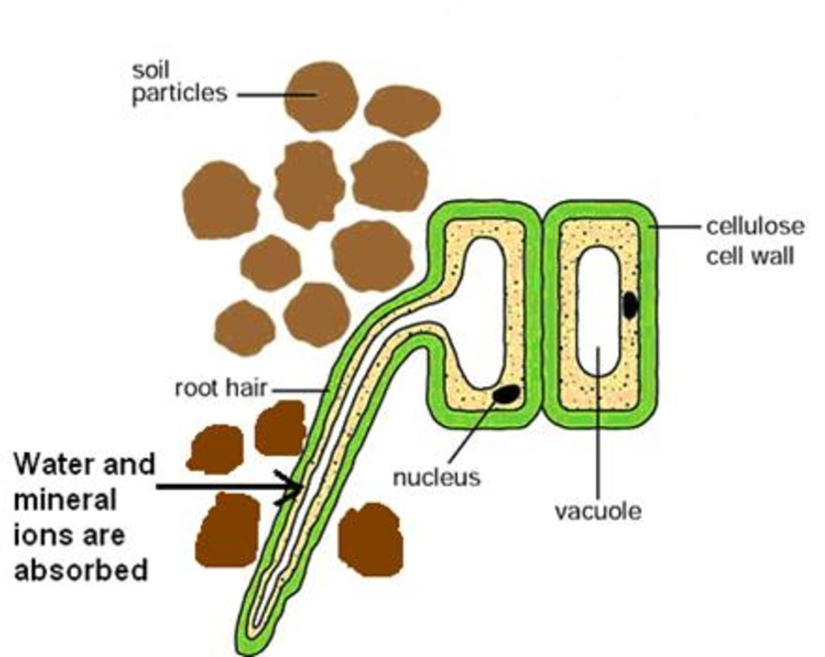 Biology - Cell Specialisation - HubPages
