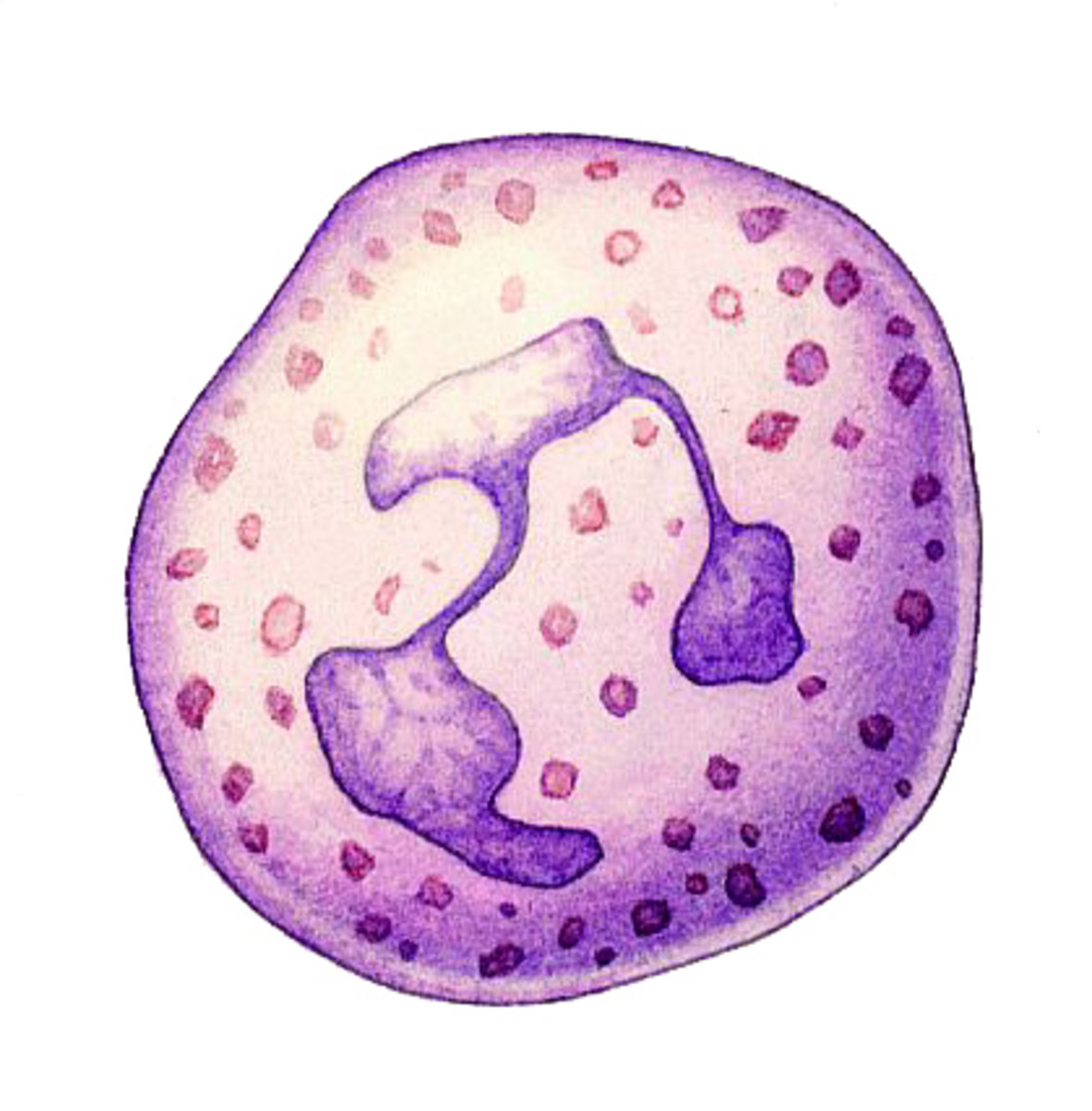 biology-cell-specialisation