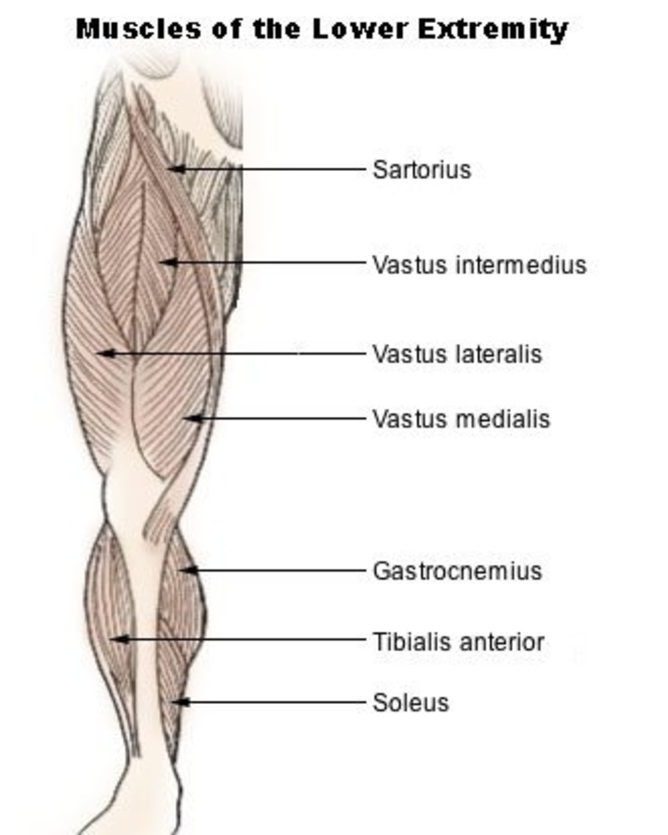 A selection of muscles of the leg as using in the running action.