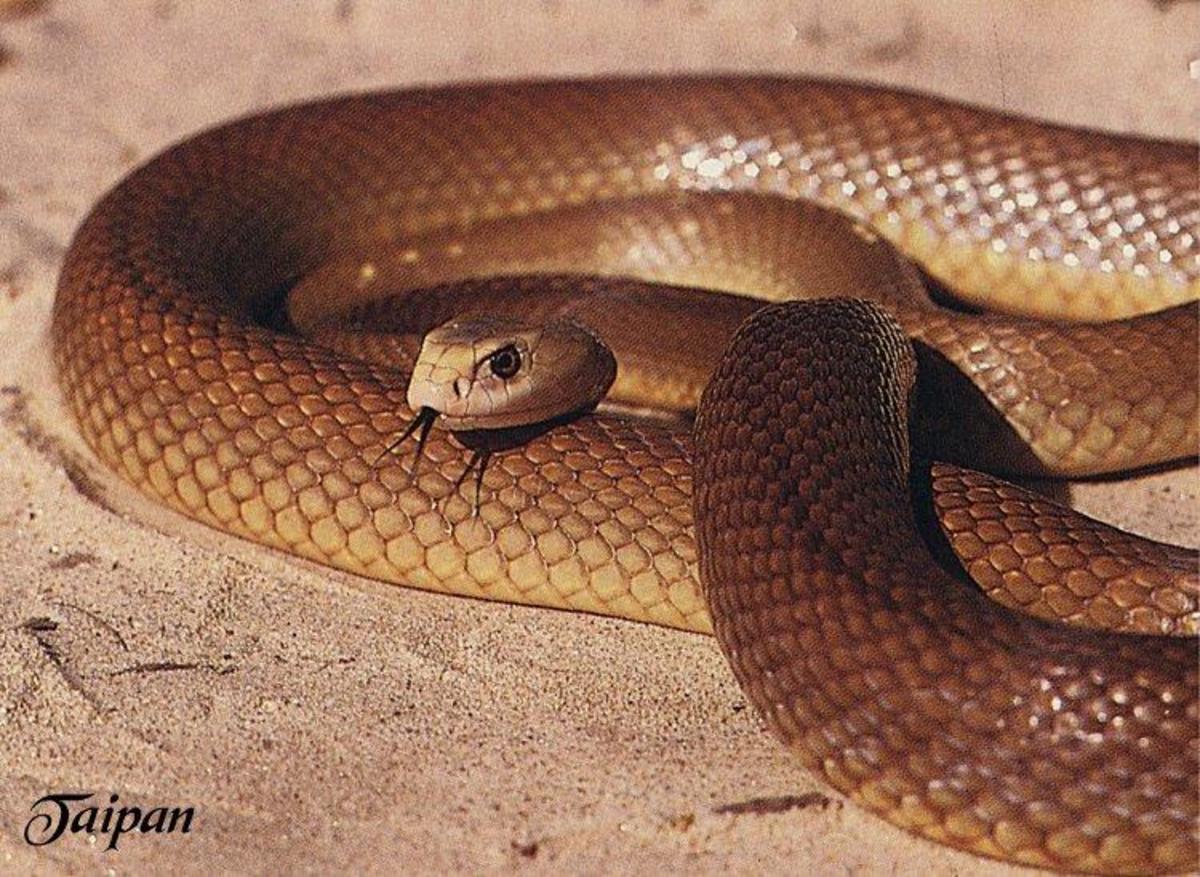 the-5-deadliest-snakes-in-the-world