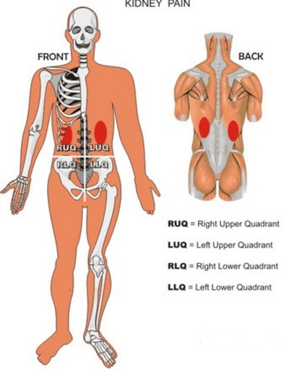 Расположение почек у мужчин со спины