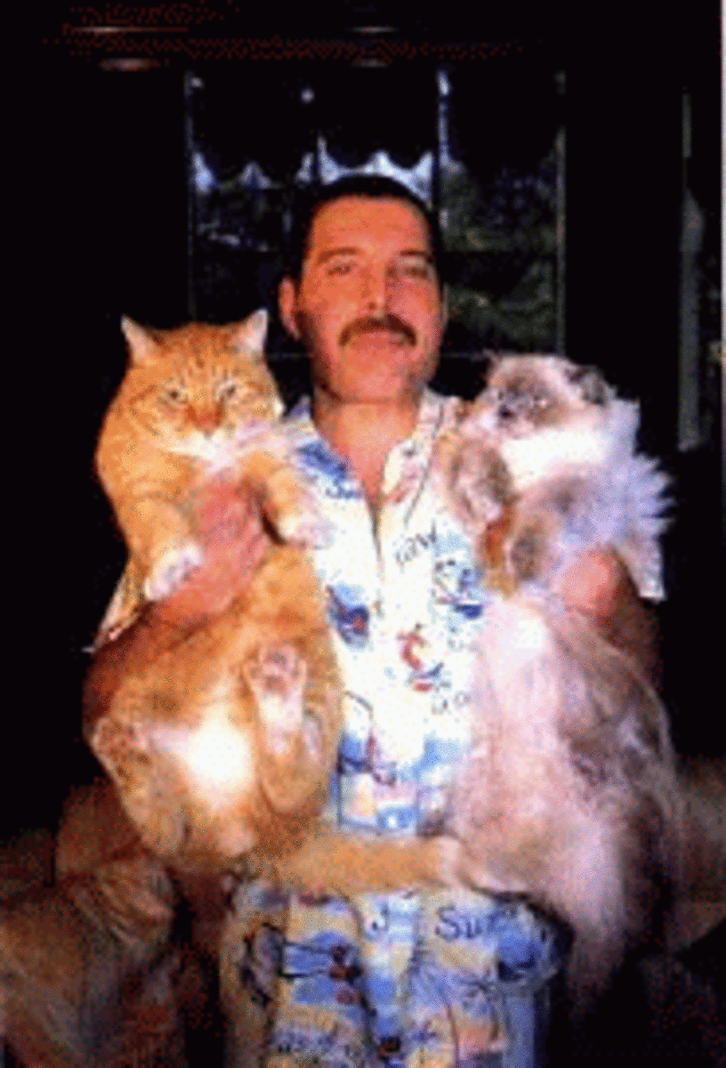 Freddie Mercury loved his cats and had many