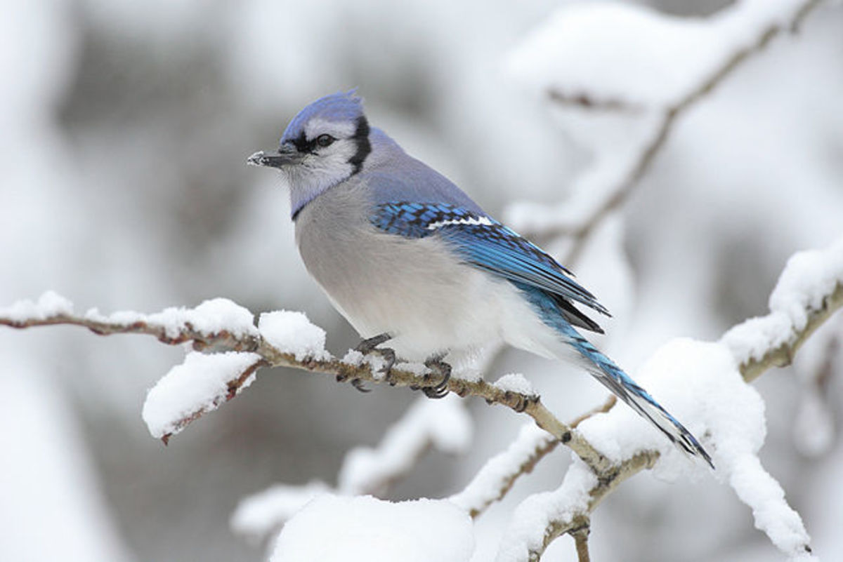 Blue Jay in the Snow