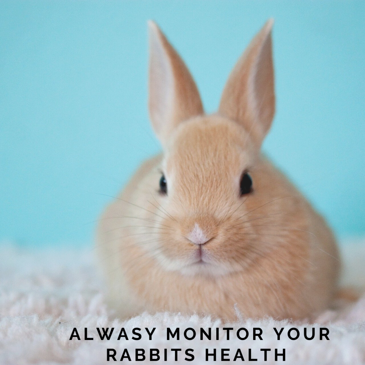 How to Treat an Abscess on the Chin of a Bunny Rabbit HubPages