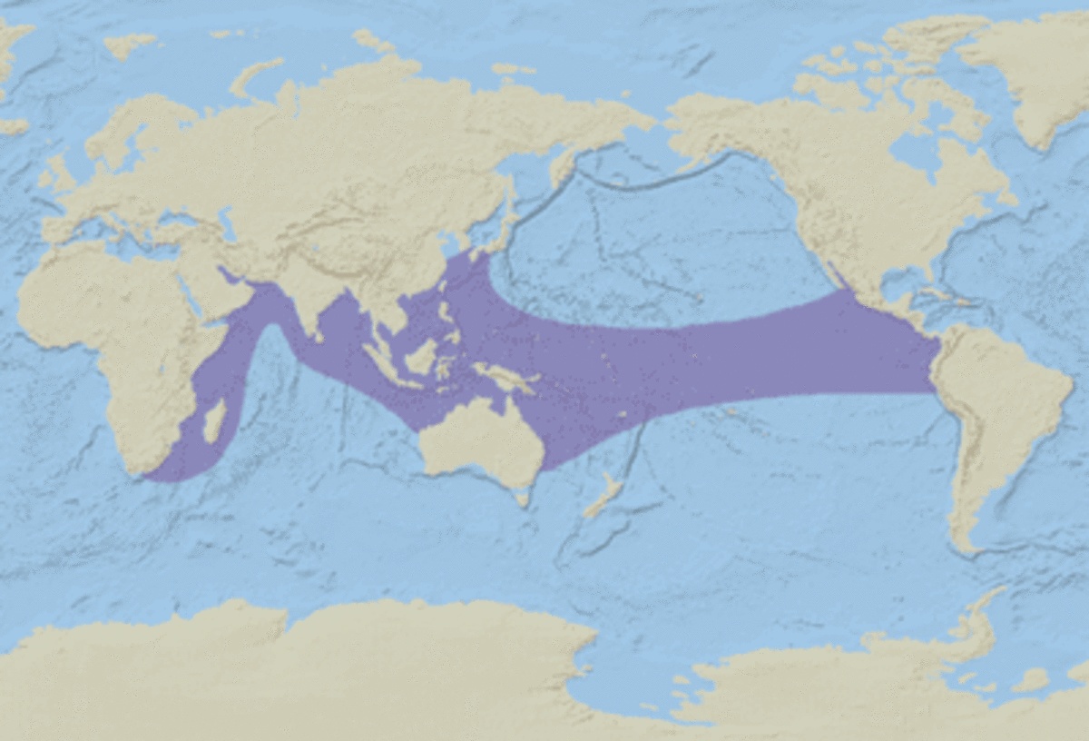 This map shows the locations where yellow-bellied sea snakes are found.
