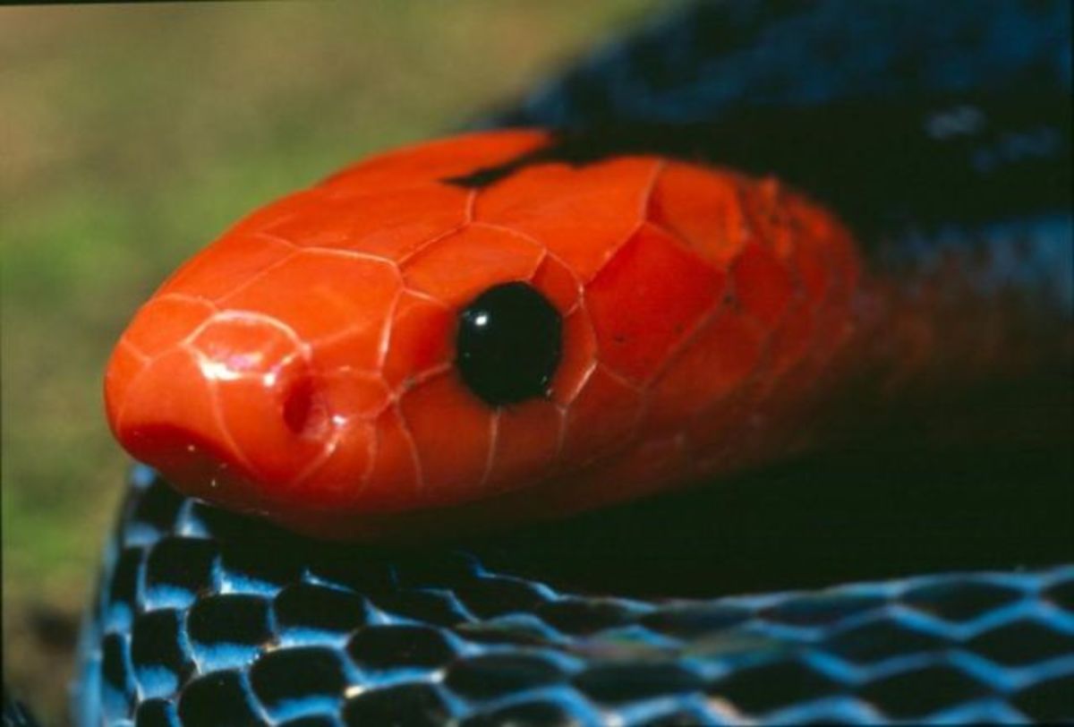 17 Species of Elapids - Amazing Snakes