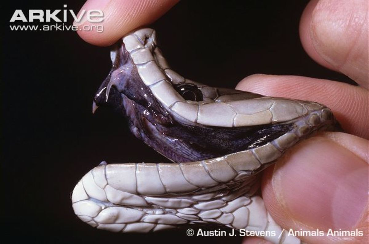 A black mamba's sharp fangs are pulled back before milking its venom.