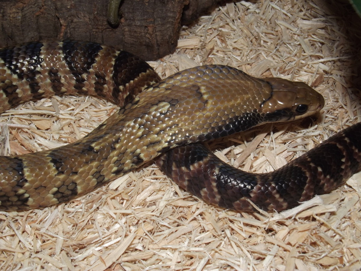 False water cobra