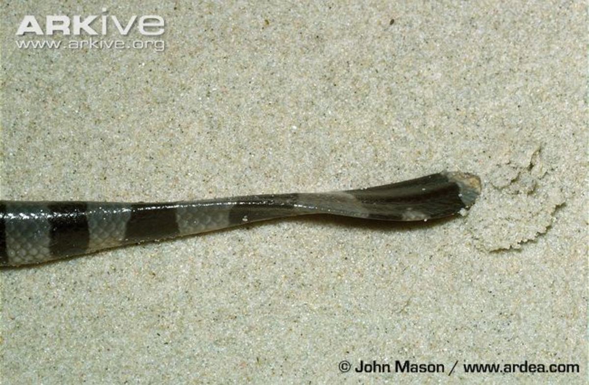 This picture shows a close-up of the krait's tail, which is flattened to help it swim.