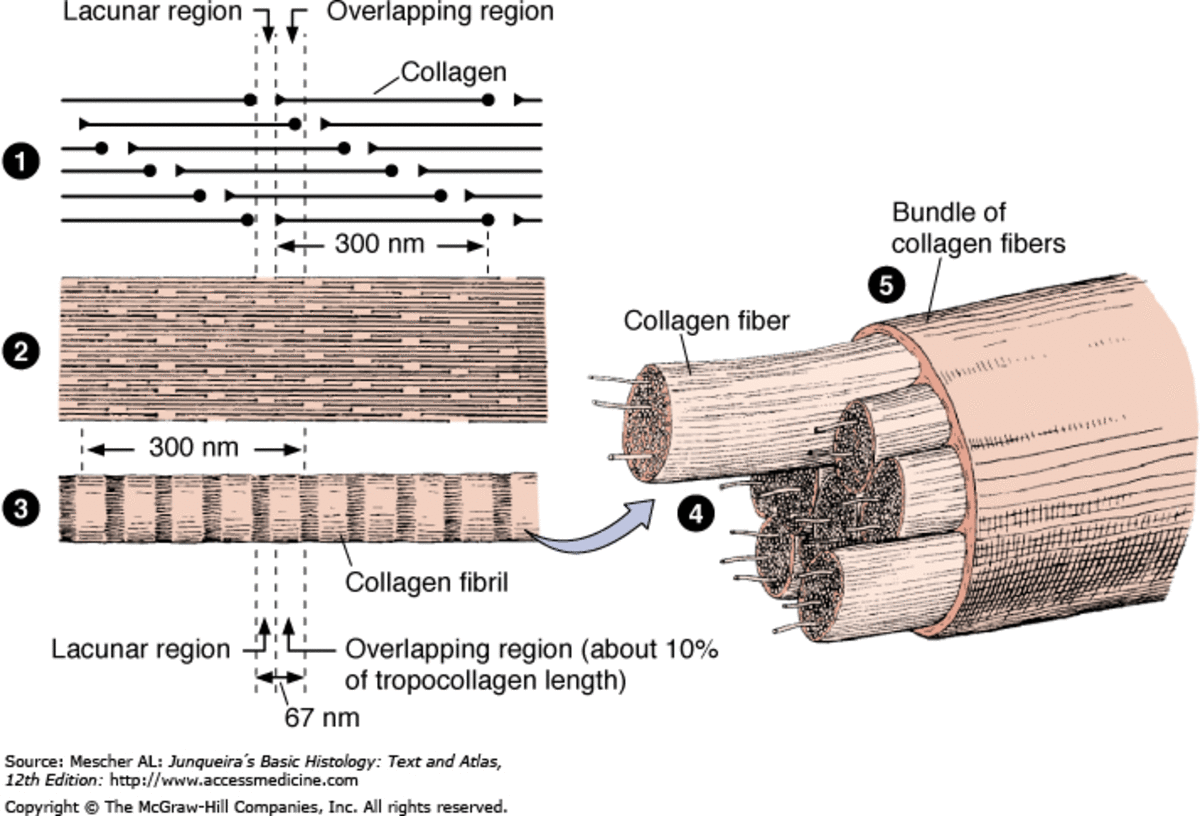 An diagram of the gap and overlap regions of collagen and fiber assembly.