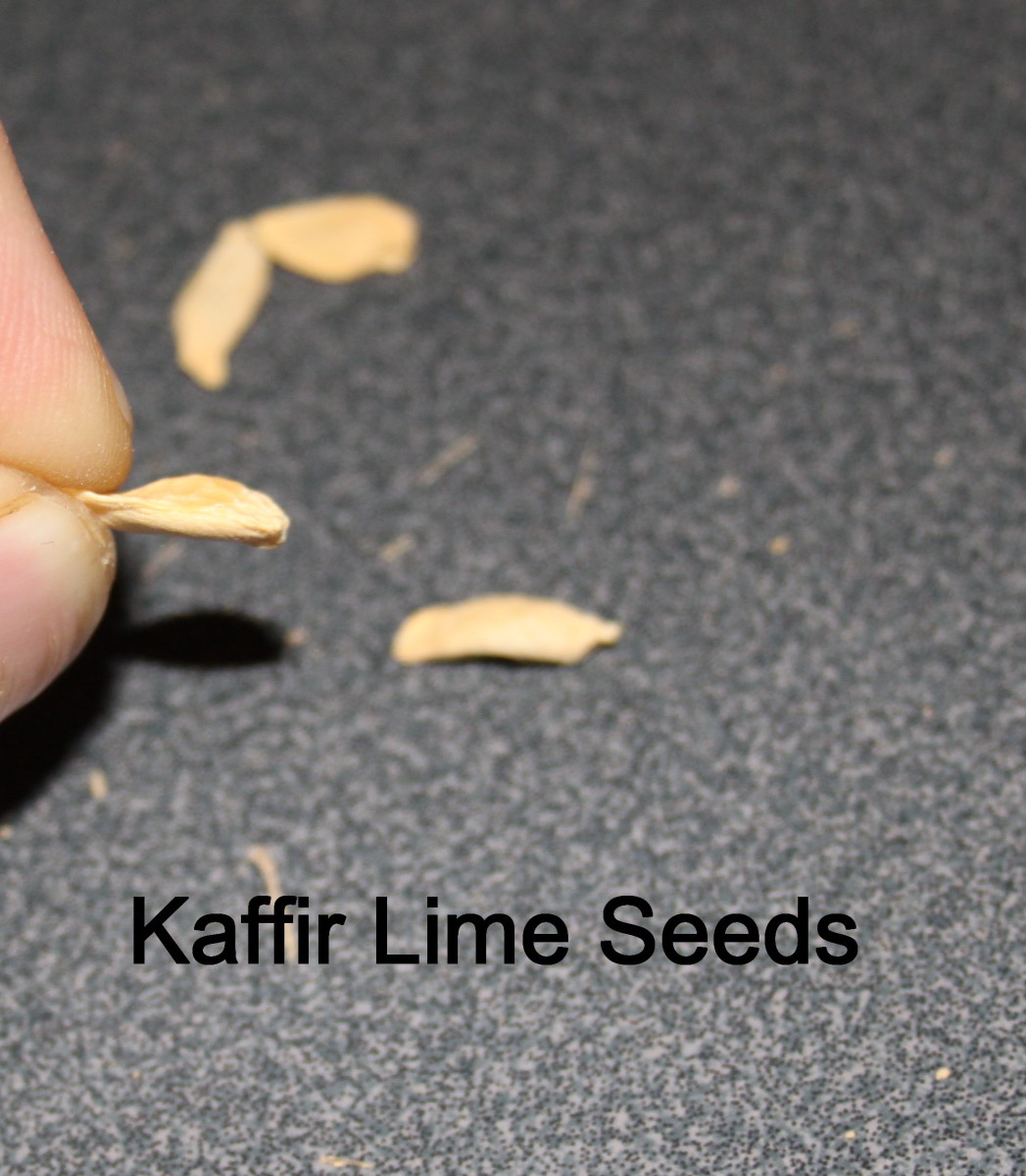 growing-the-exotic-kaffir-lime