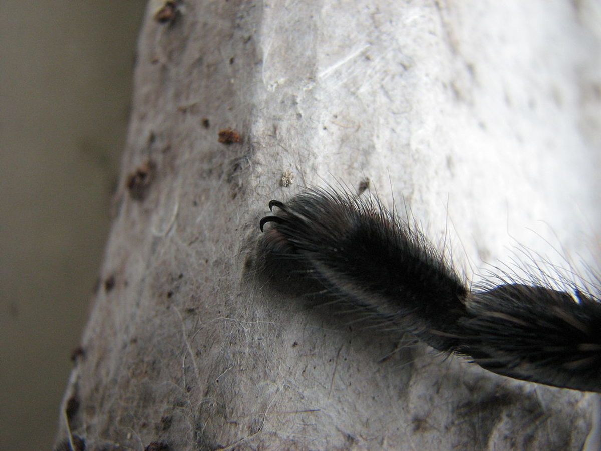 Small claws at the end of each leg help the spider walk on smooth surfaces.
