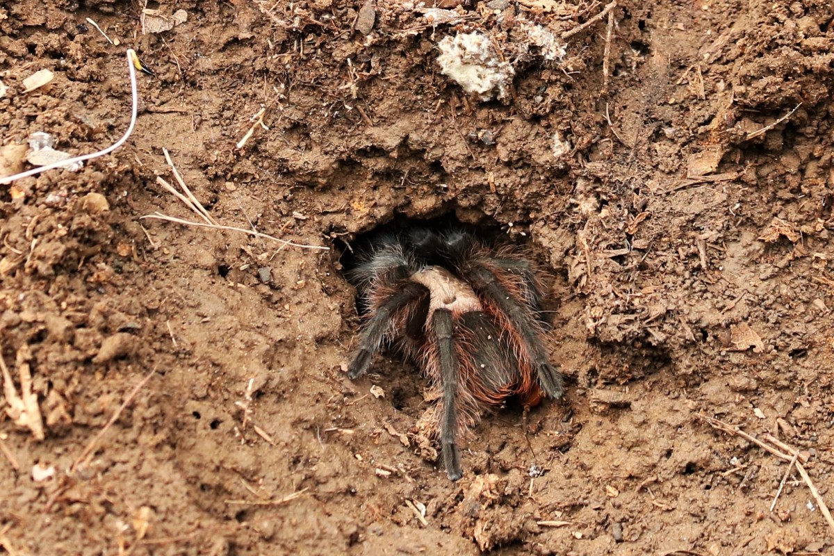 Tarantula entering its underground burrow.