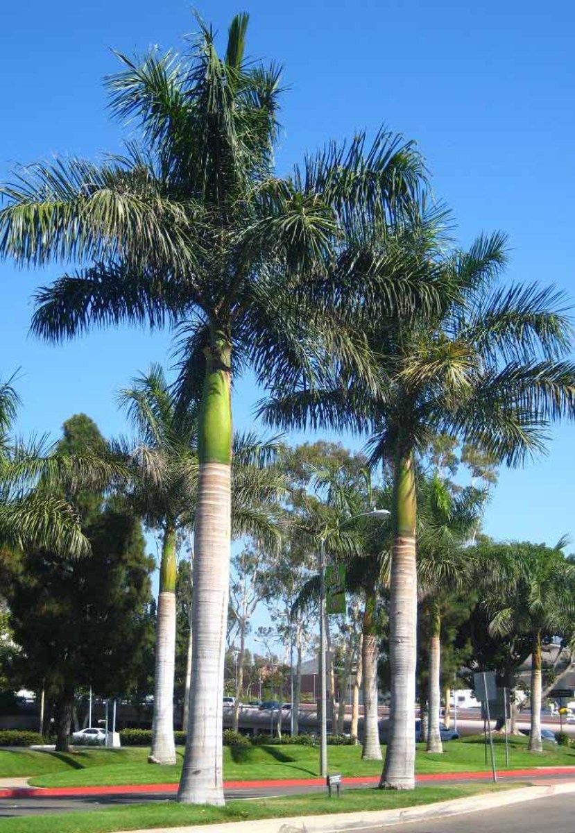 Palm Trees Of The Rio Grande Valley Hubpages