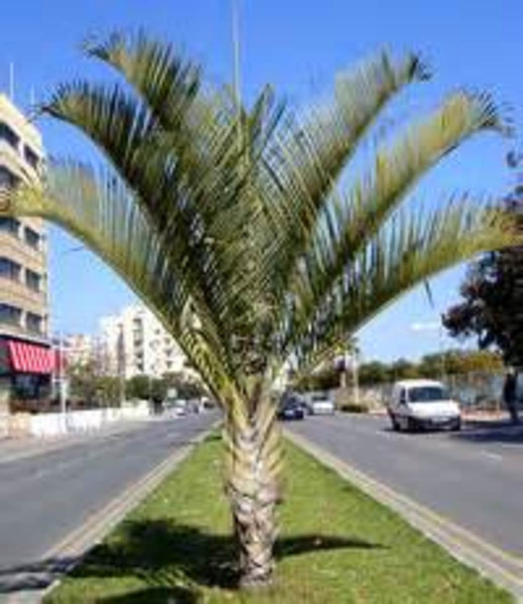 Palm Trees Of The Rio Grande Valley Hubpages