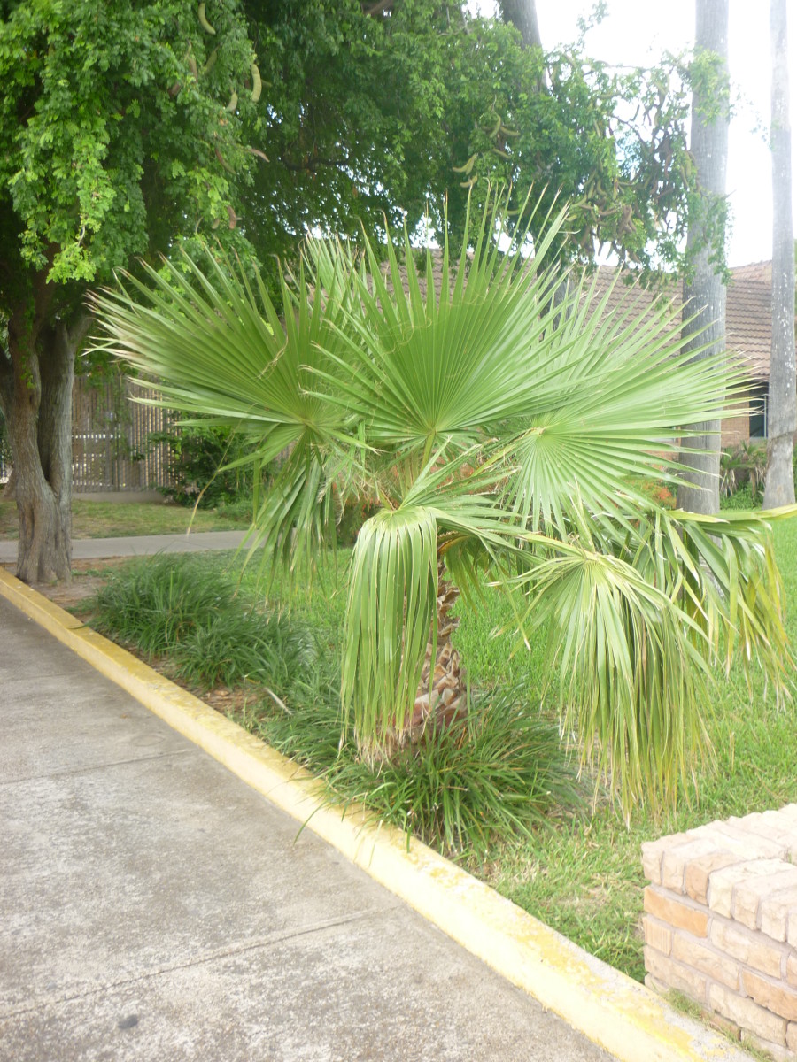 Palm Trees Of The Rio Grande Valley Hubpages