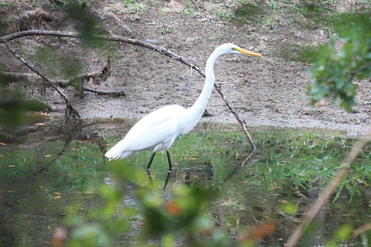 A great white egret is fishing in one of our ponds.