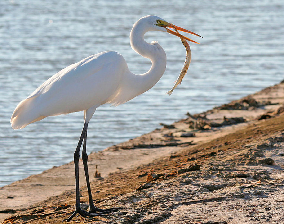 Great White Egret Facts