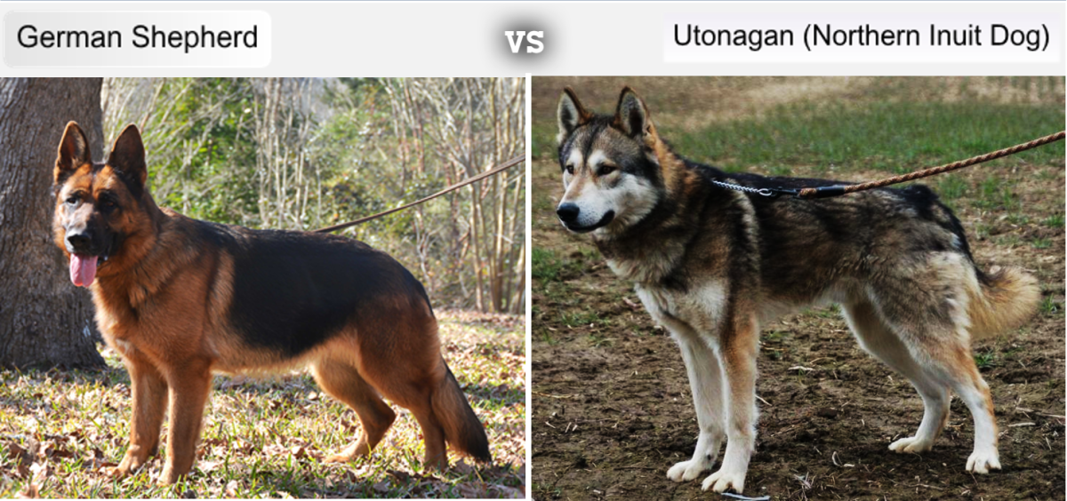 German Shepherd Vs Utonagan (Northern Inuit Dog)