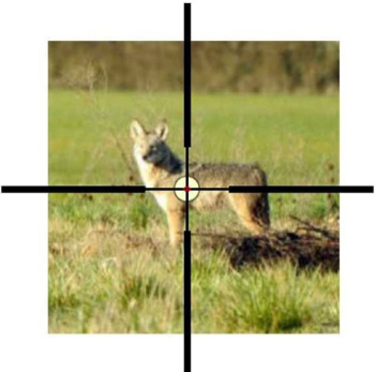 Free Advice On Profitable randy anderson coyote calling sequence