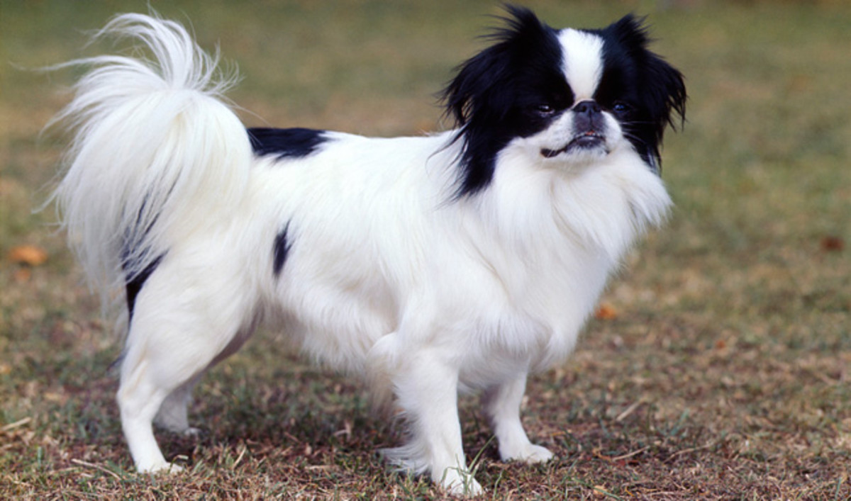 top-10-smallest-dog-breeds