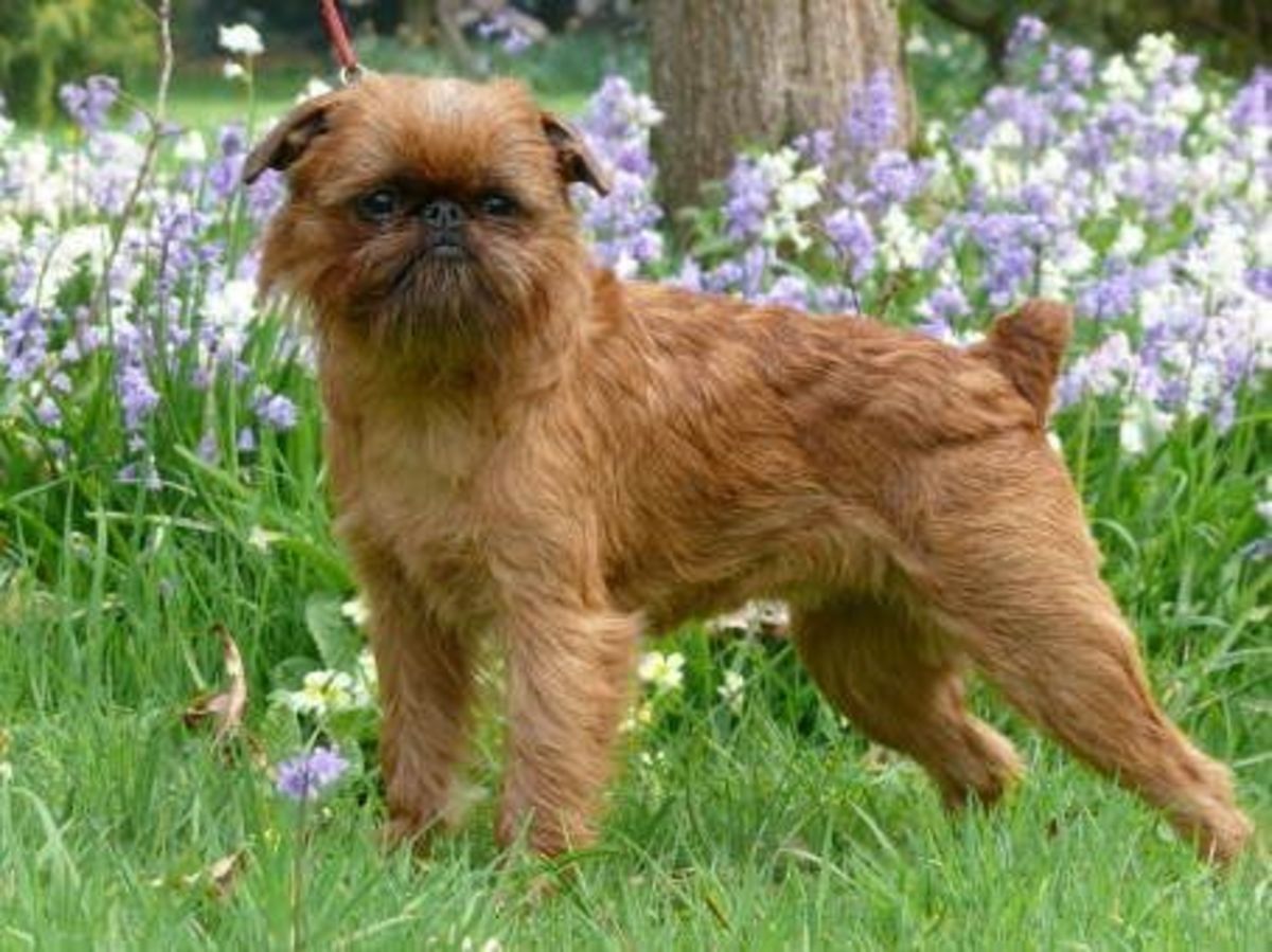 The Smallest Dog Breeds, Brussels griffon