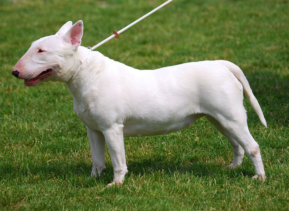 Your Guide to the 5 Kinds of Bull Terriers