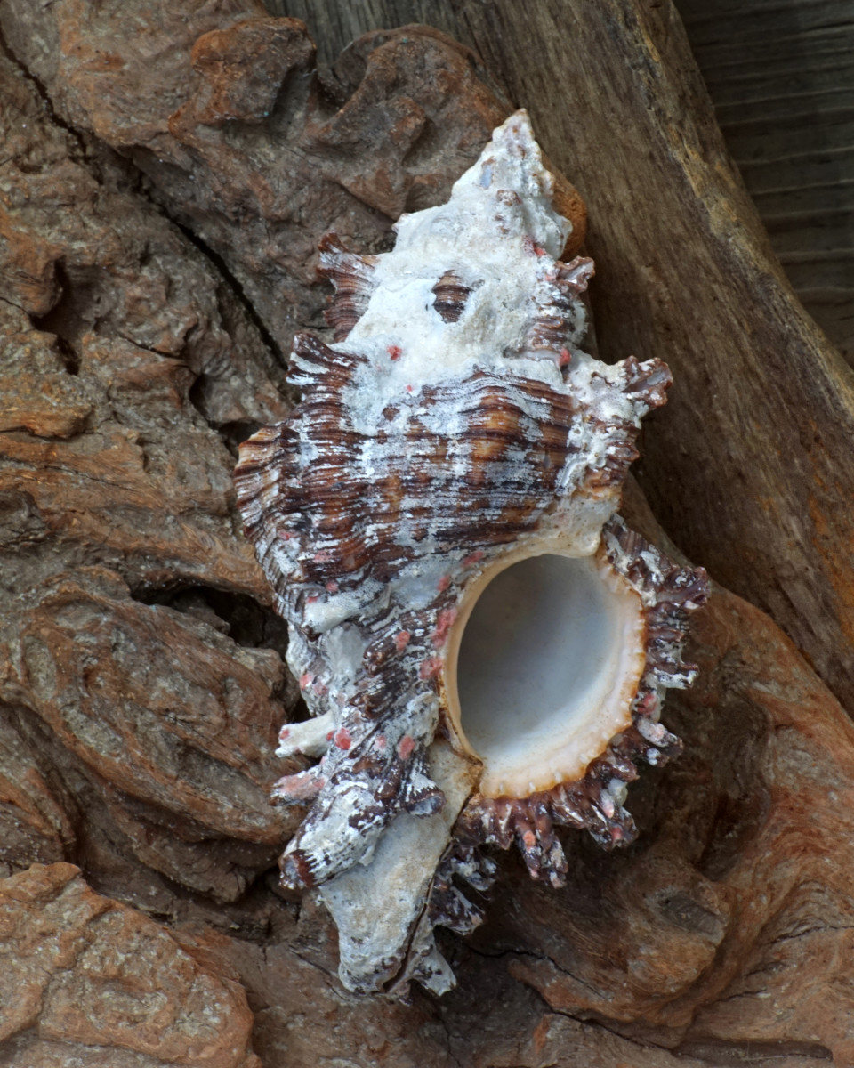 Lace Murex shell