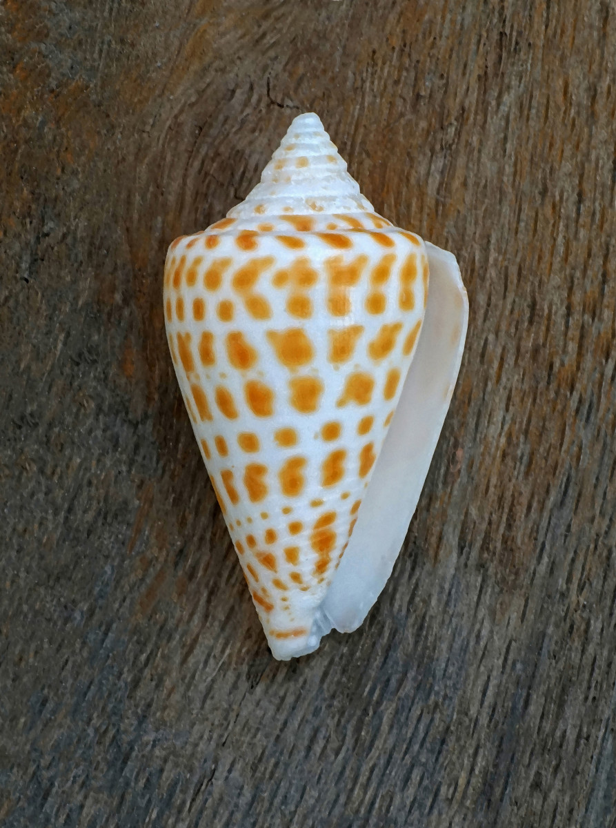 Alphabet Cone Shell