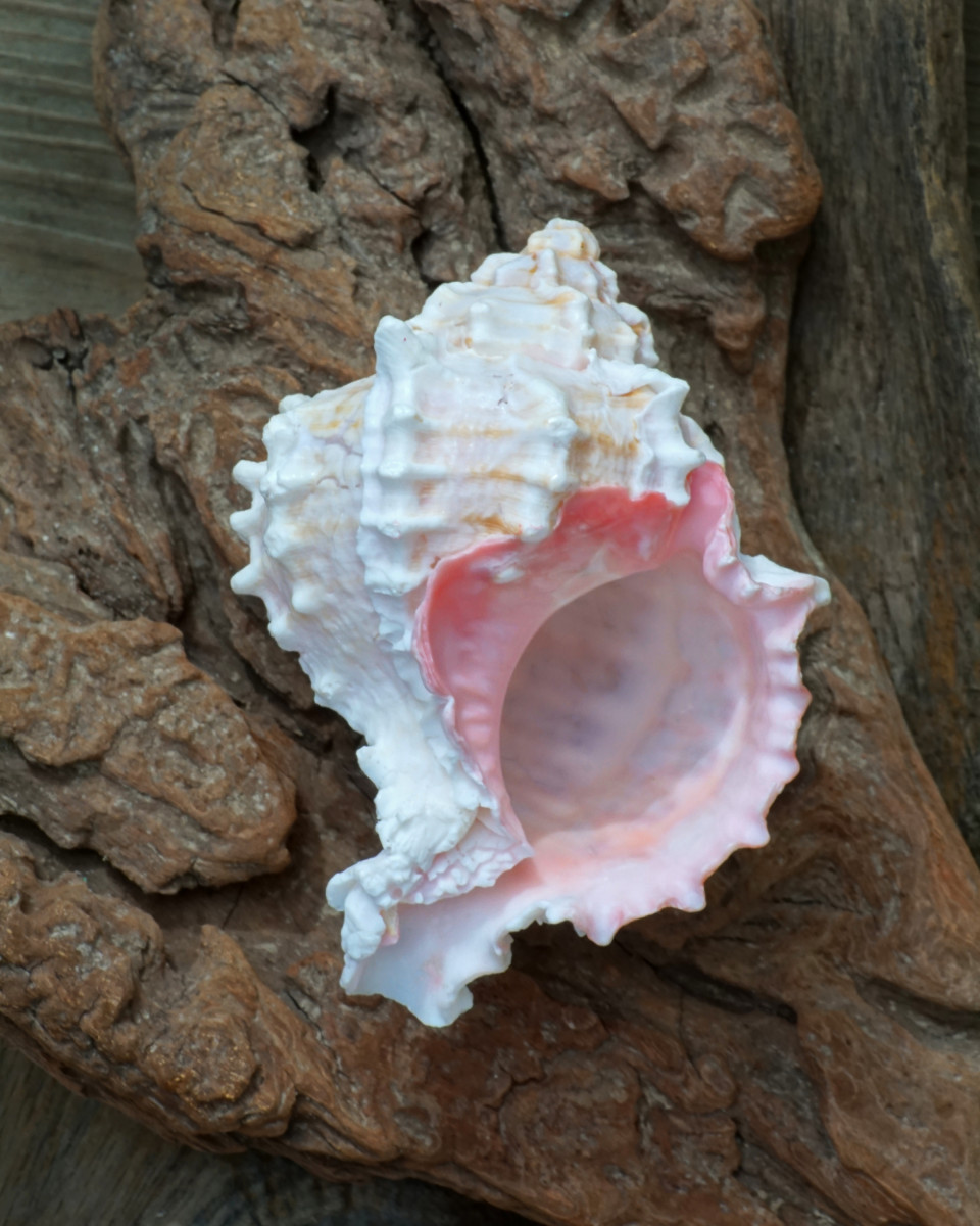 Pink Throat Murex shell