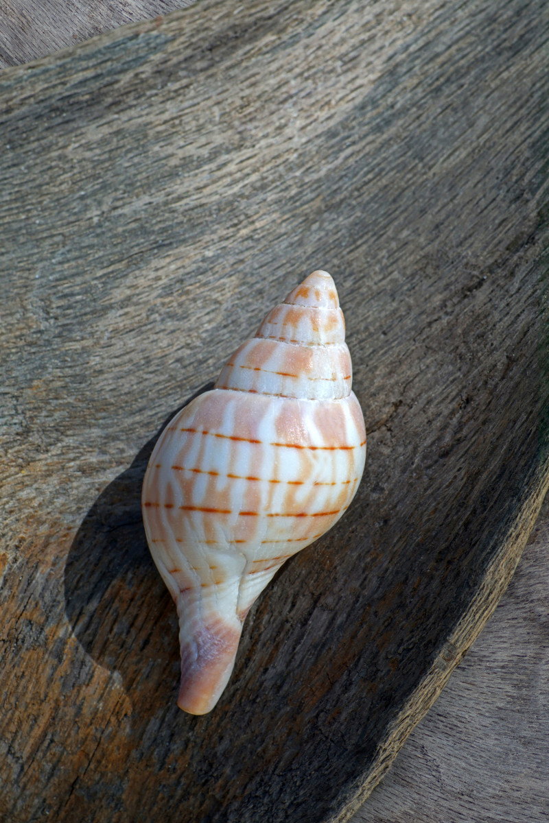 Banded Tulip shell