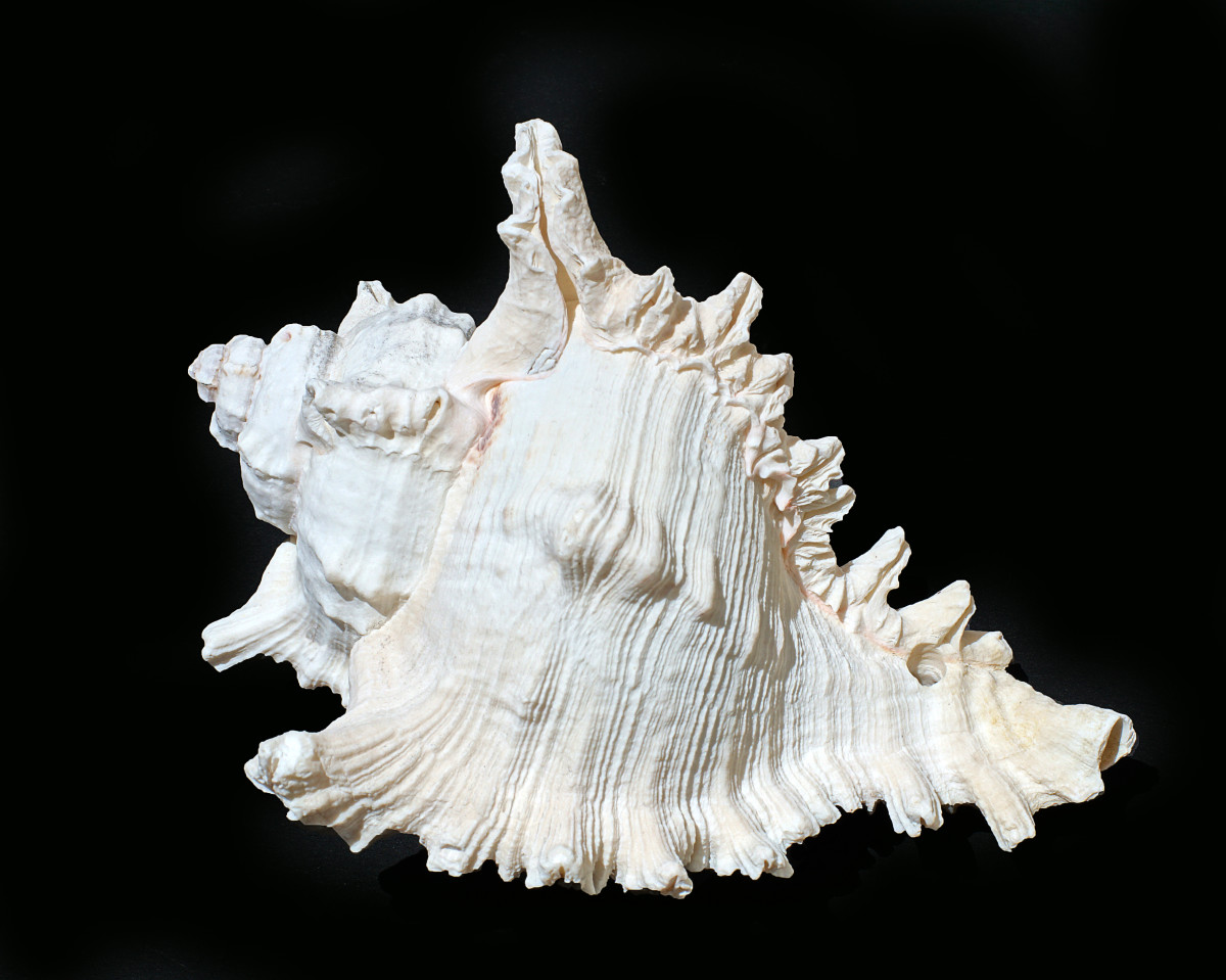 Giant Eastern Murex Seashell