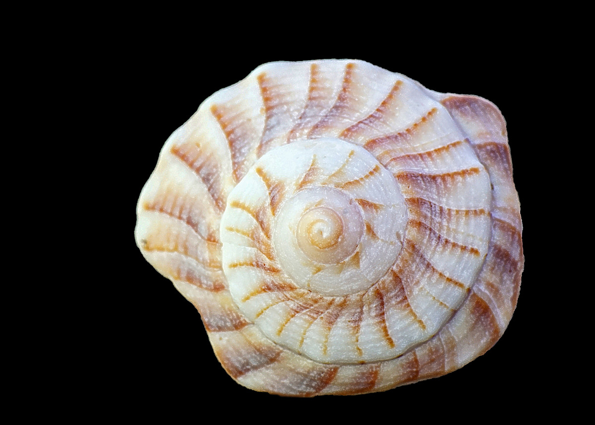 Spiraled top of a juvenile Lightning Whelk shell 