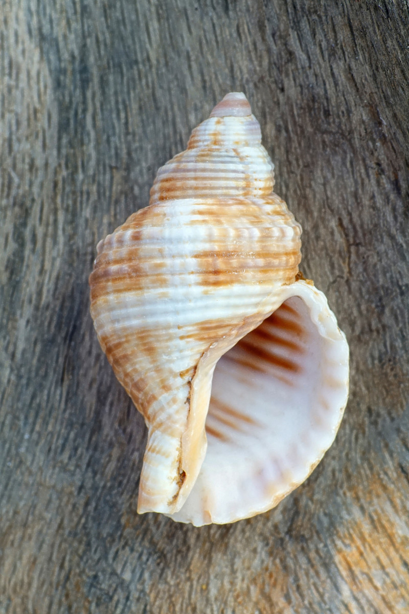 Girdled Triton shell