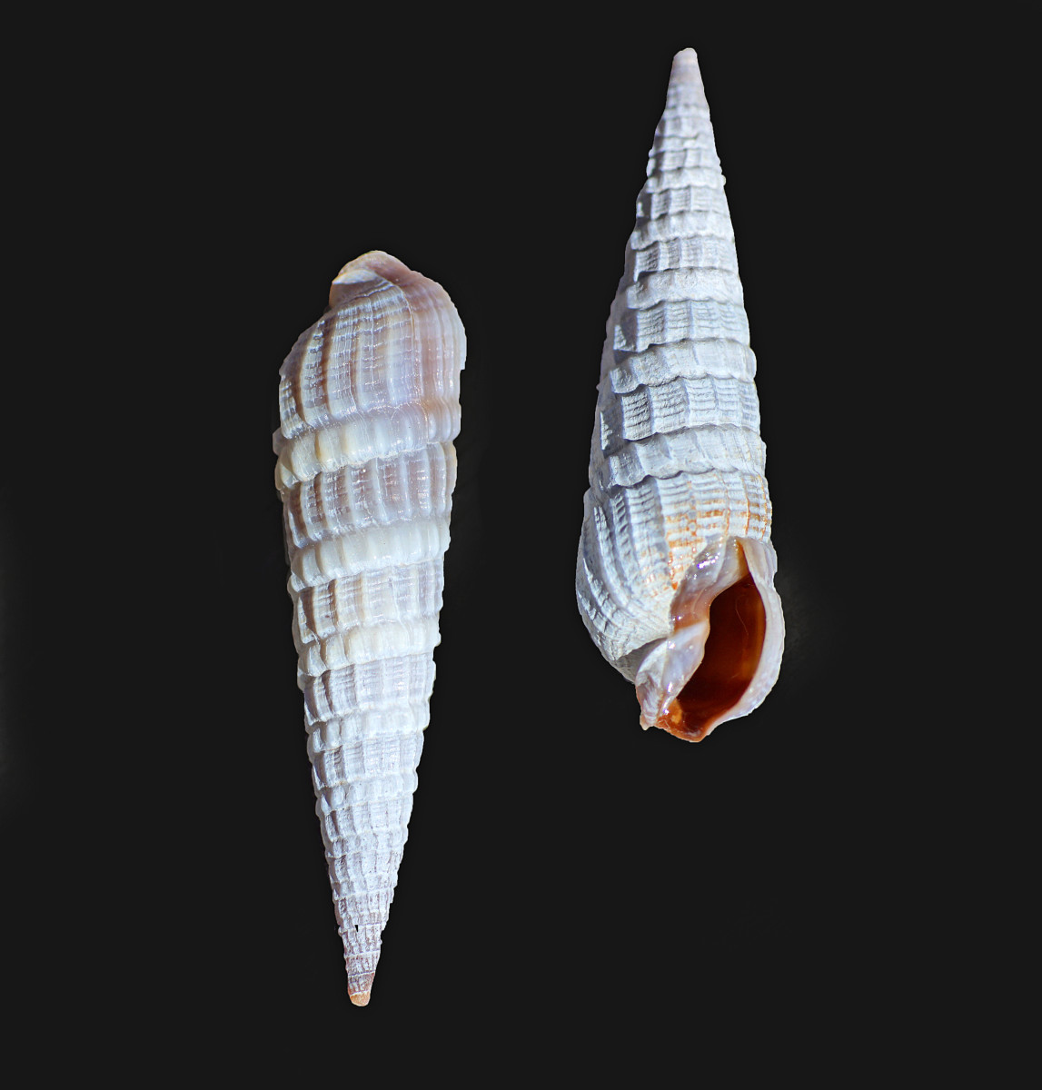 Common (Atlantic) Auger Shell