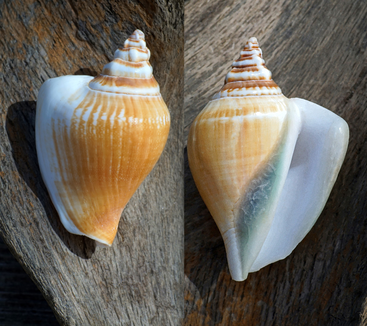 Dog Conch or Yellow Conch Seashell