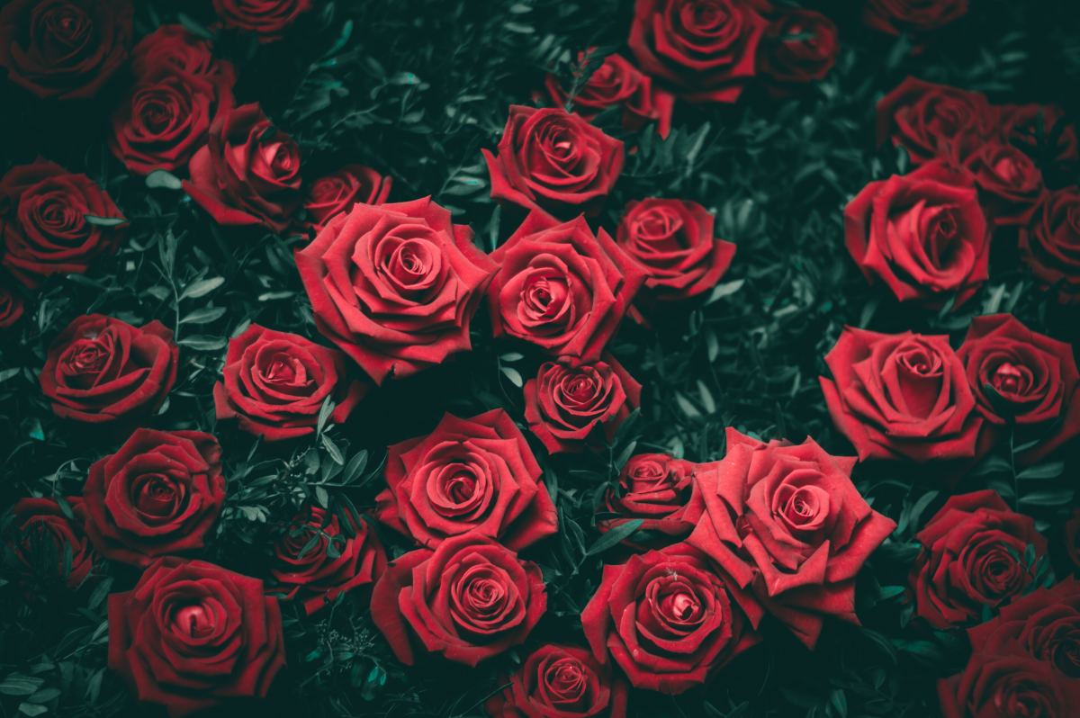 Rose water is easy to make, and mixing it with castor oil makes for the perfect DIY make up remover! Photo by Biel Morro on Unsplash.