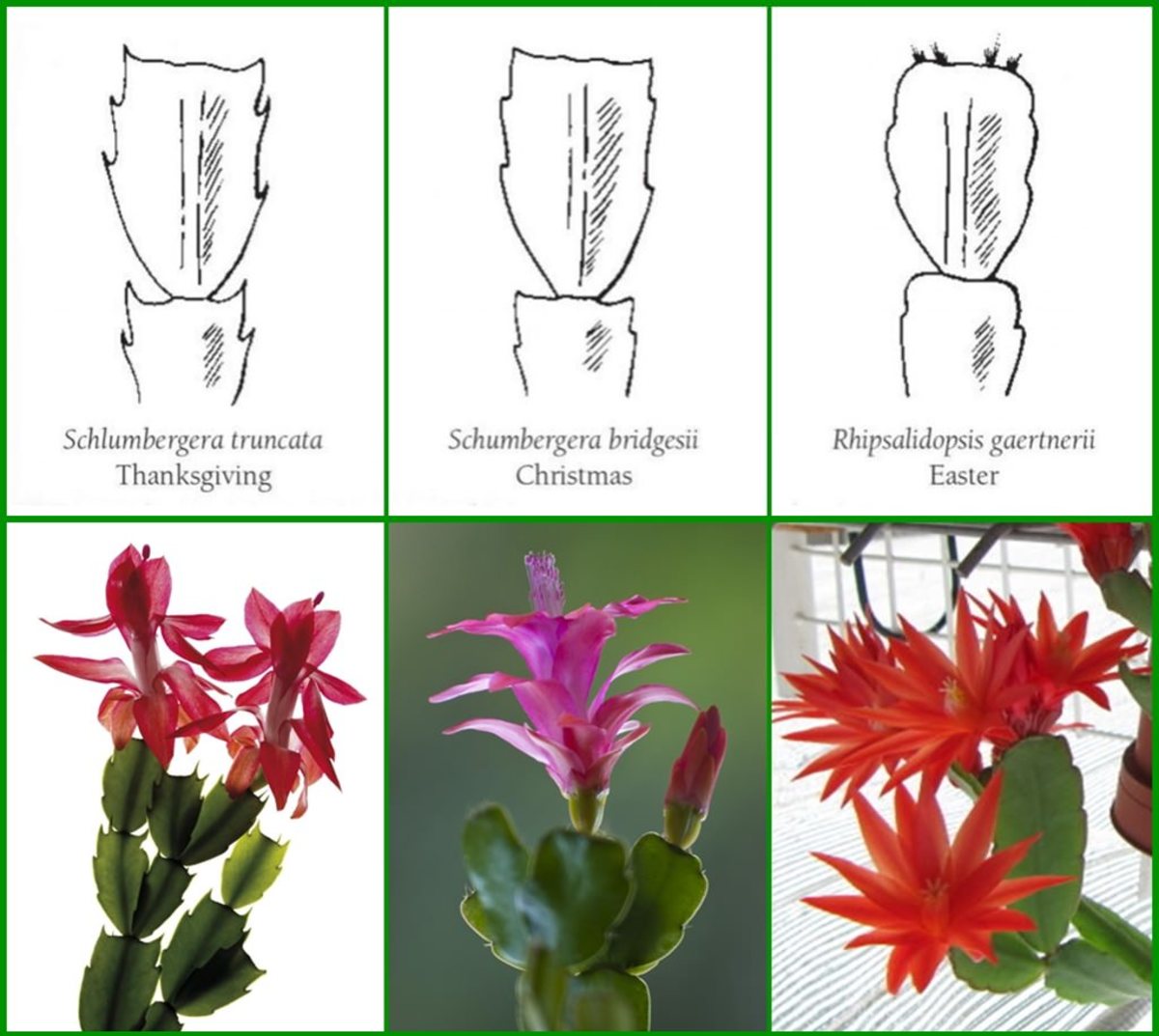 This is an easy way to understand the different types of holiday cactus.