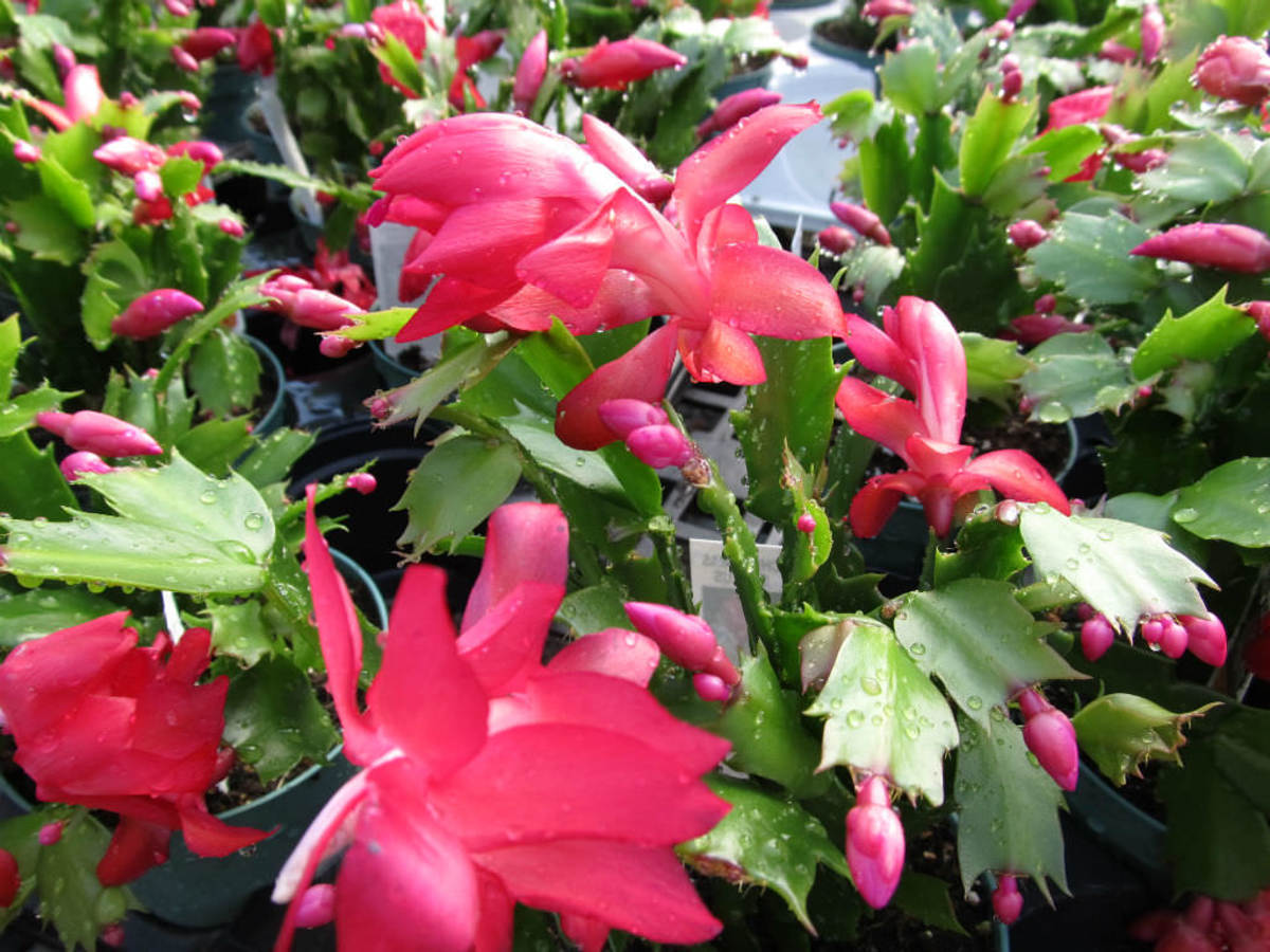 Holiday Cactus-Tips And Ideas