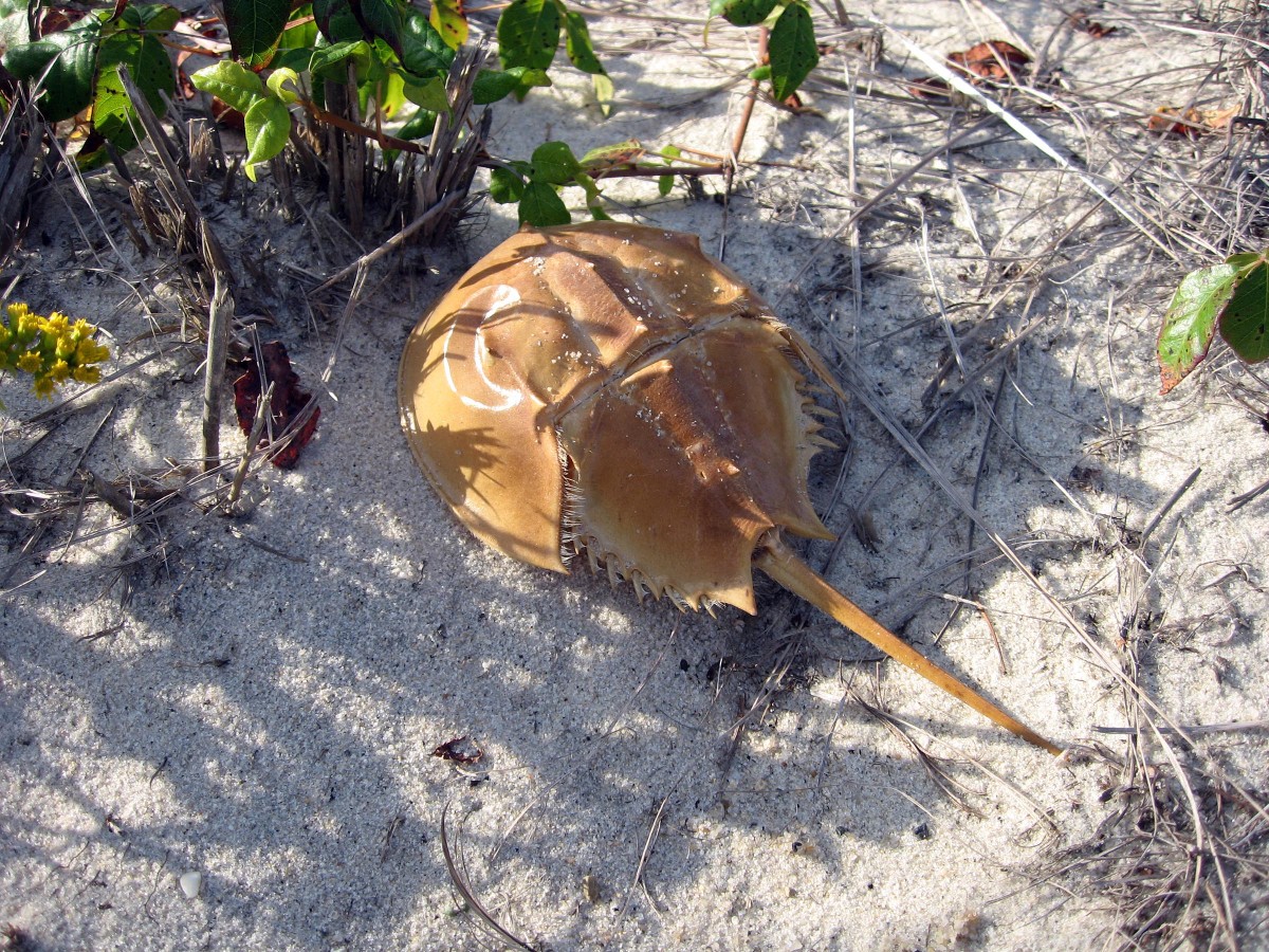 Horseshoe Crab Scientific name: Limulus Polyphemus