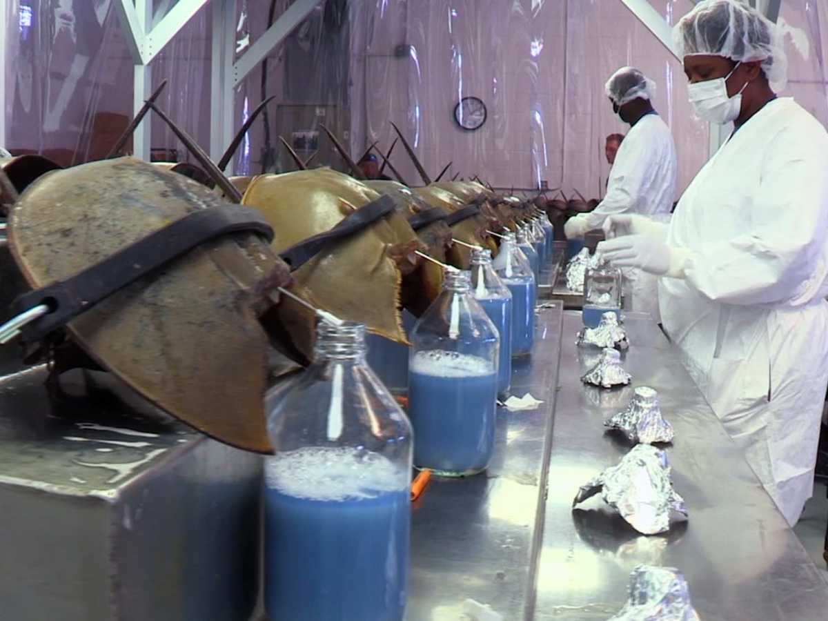 Scientists Extracting the Blue Blood