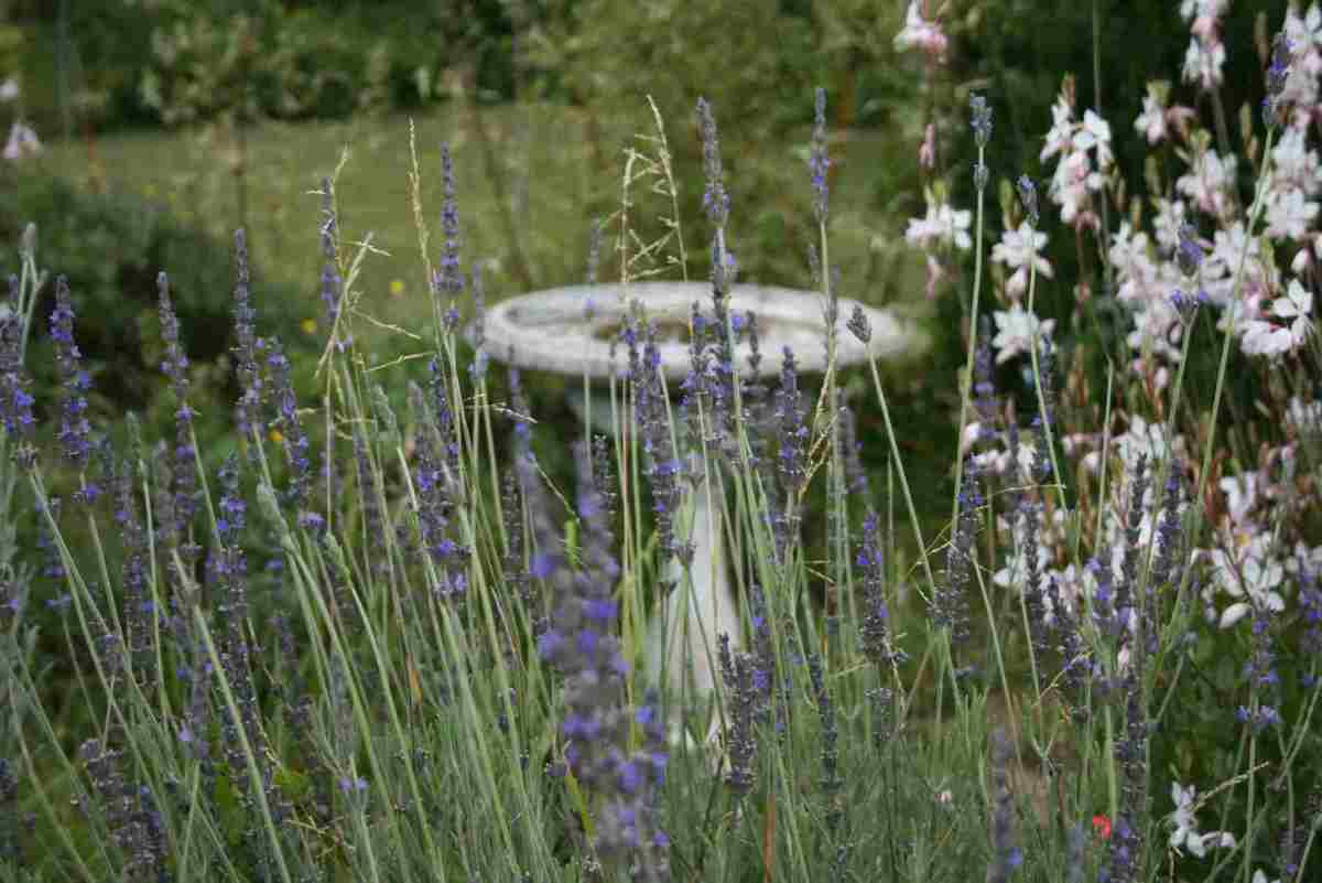 The Joy of Lavender and Its Many Uses